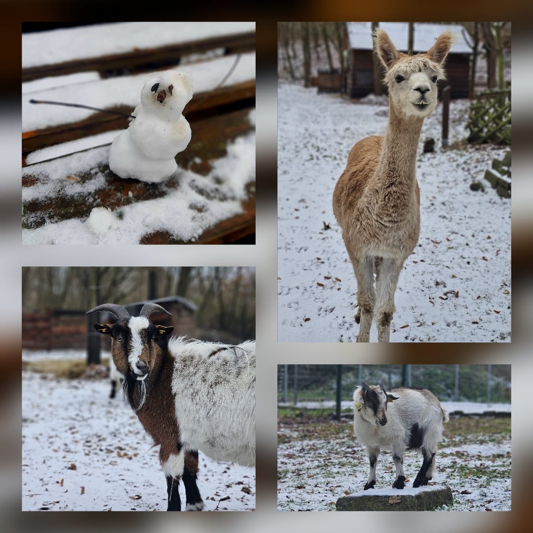 Verschiedene Schneemotive (Mini-Schneemann, Alpaka im Schnee, Ziege im Schnee)
