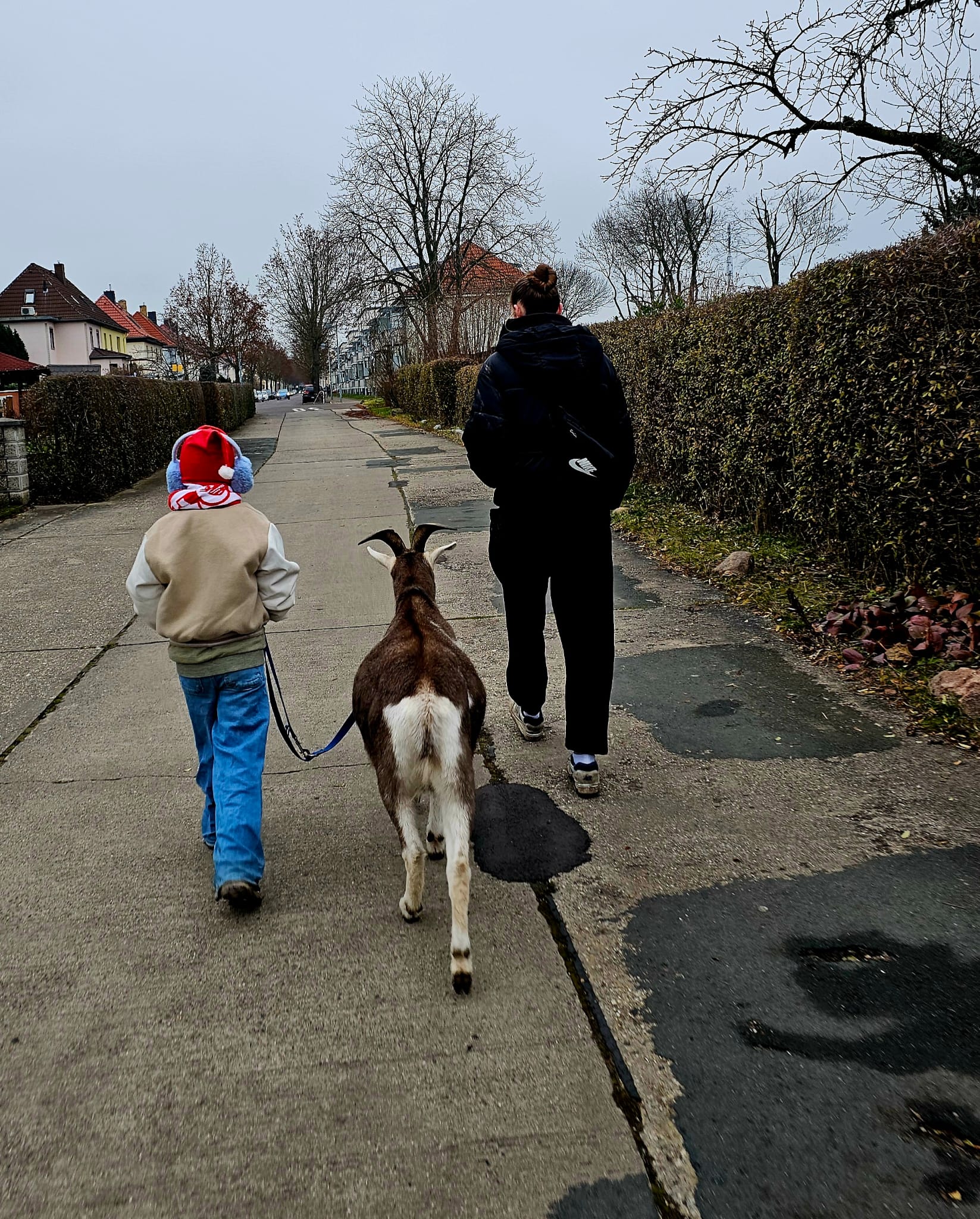 Ein Geißbock geht an der Leine in Markranstädt spazieren